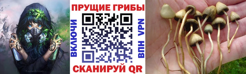 Галлюциногенные грибы прущие грибы Купить закладки Саки